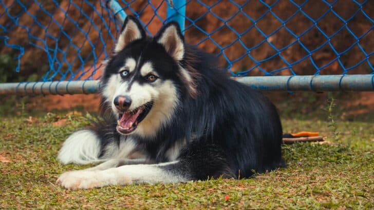 Balto: The Real Hero of the Serum Run