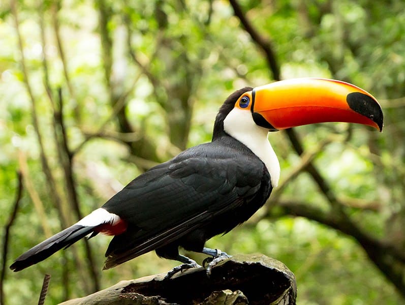 A striking Toco toucan perched on a branch at Parque das Aves, displaying its large orange beak and black-and-white plumage against a lush green forest backdrop.