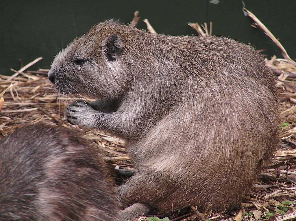 Cuban Hutia