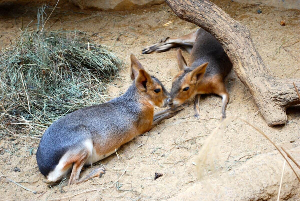 Patagonian cavy