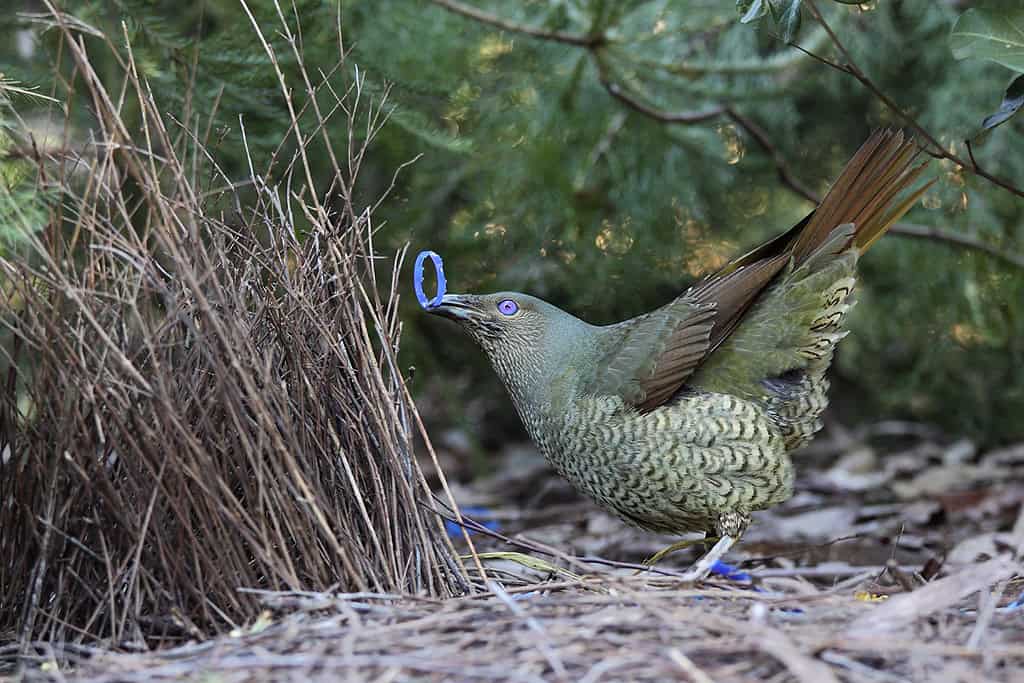 Satin Bowerbird