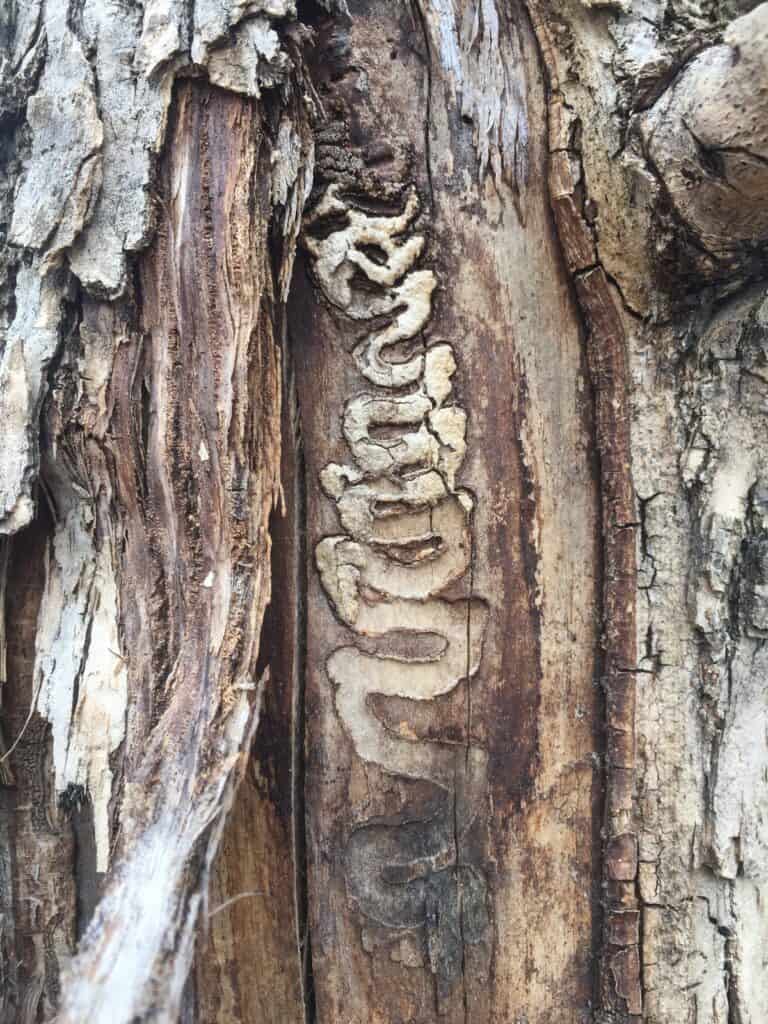 Emerald Ash Borer tunnels