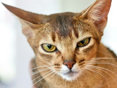 10 Cat Breeds That Act More Like Dogs