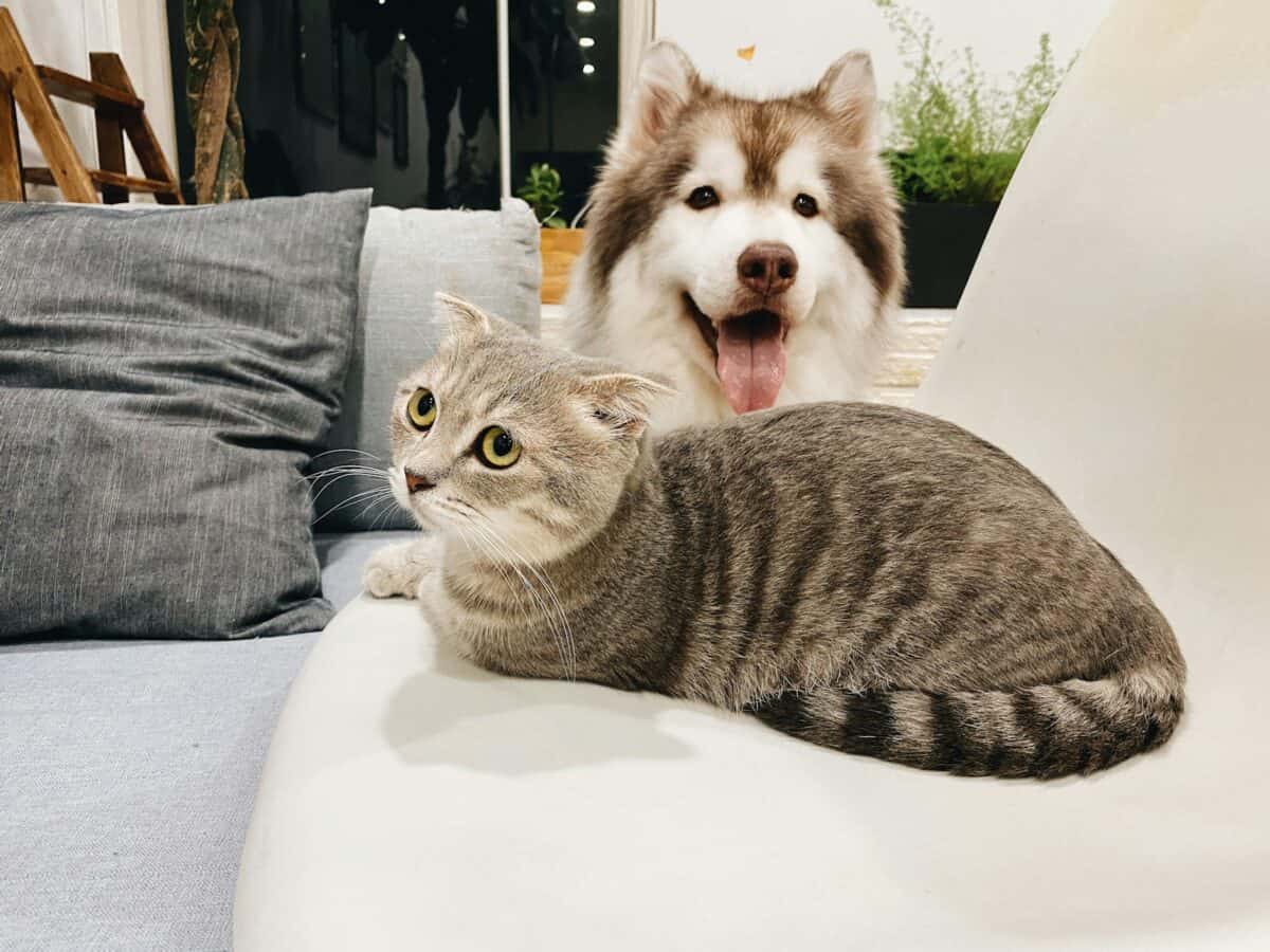 Dog and cat