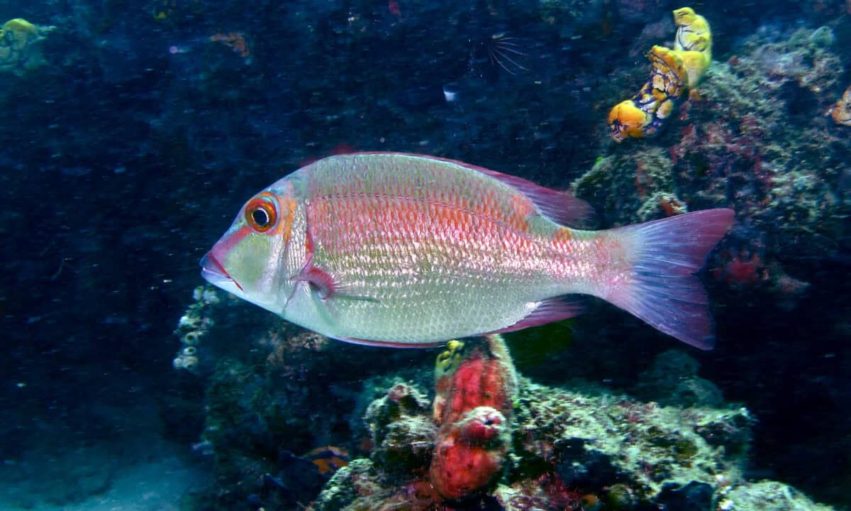 A Longfinned Bullseye fish with distinct markings, swimming near a coral reef, showcasing its sharp fins and alert gaze