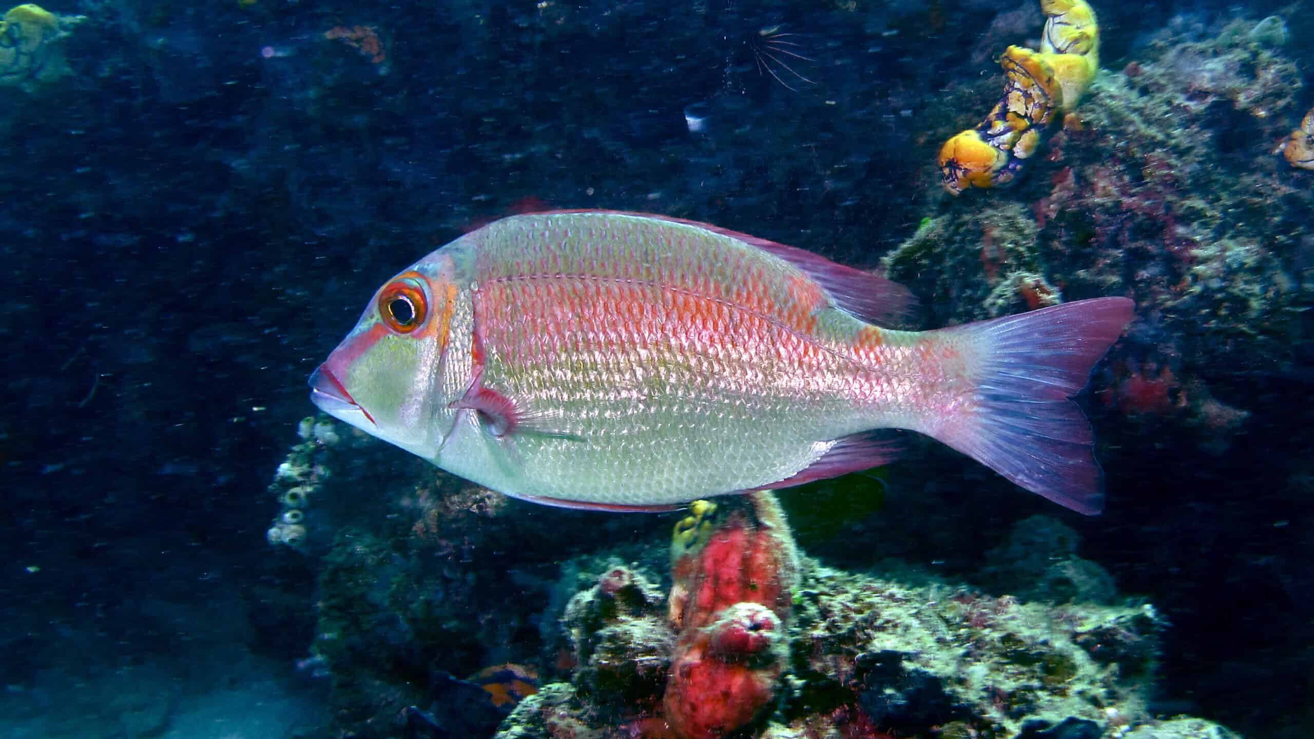 A Longfinned Bullseye fish with distinct markings, swimming near a coral reef, showcasing its sharp fins and alert gaze