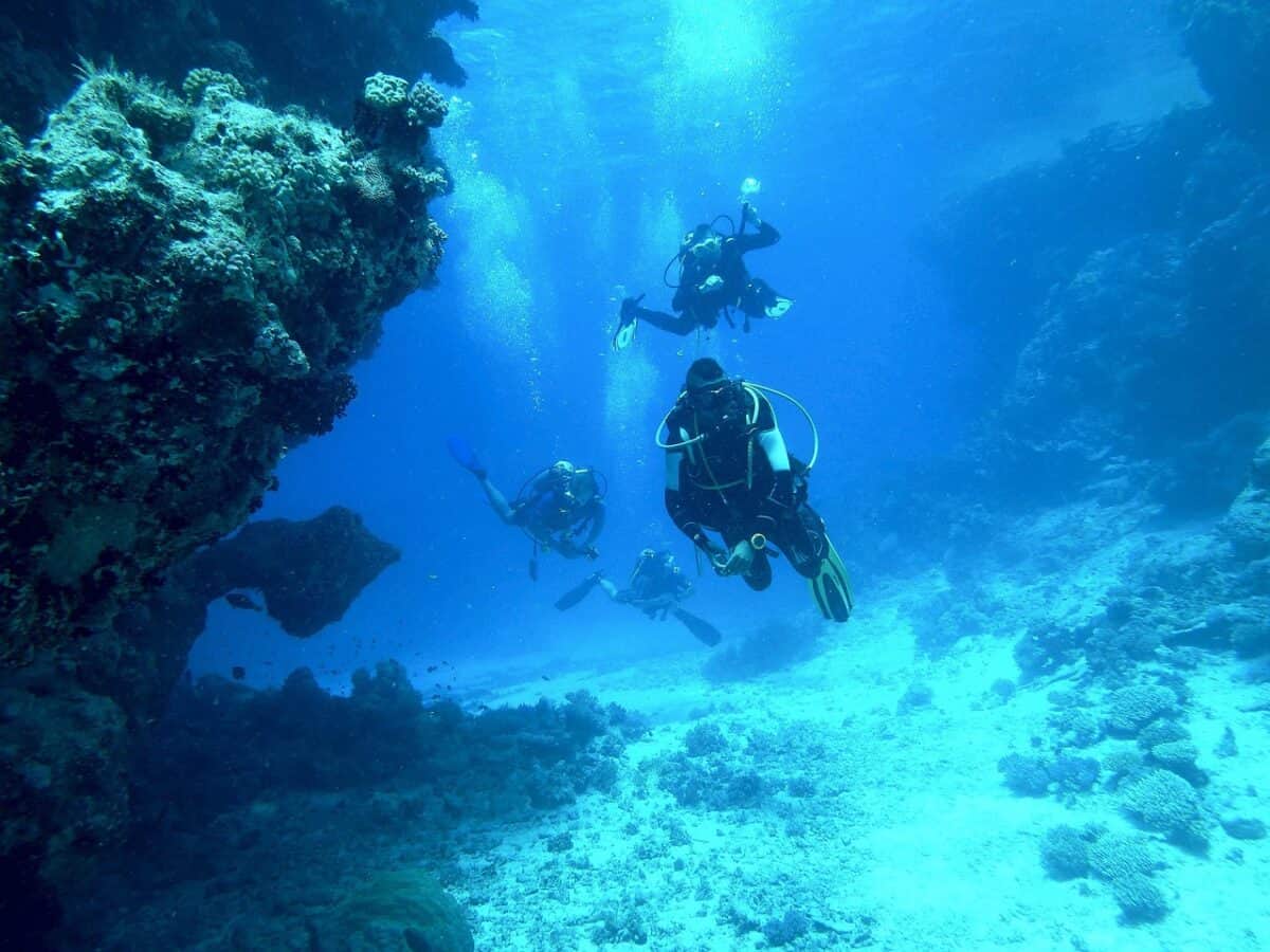 dive, underwater, sea, hover, breathing apparatus, scuba divers, under water, underwater world, dive, under water, under water, under water, under water, nature, under water