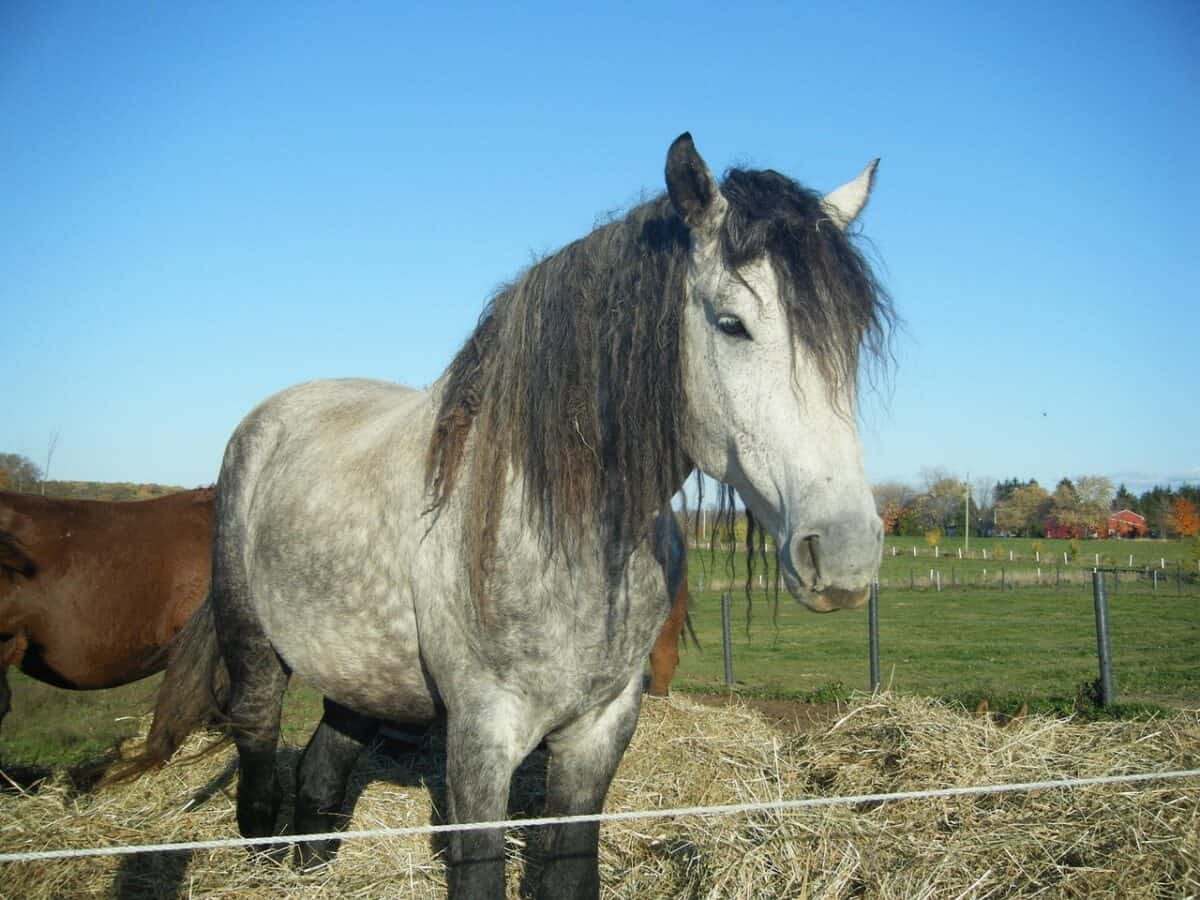 horse, nature, hypoallergenic, north american bashkir curly, animal, farm