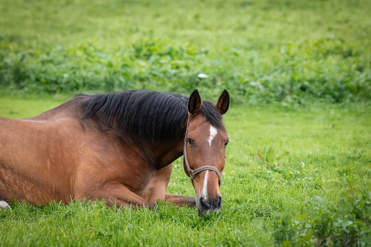 horse, mammal, animal, mount, equine, equidae, meadow, countryside, nature, horse, horse, horse, horse, horse, nature, nature
