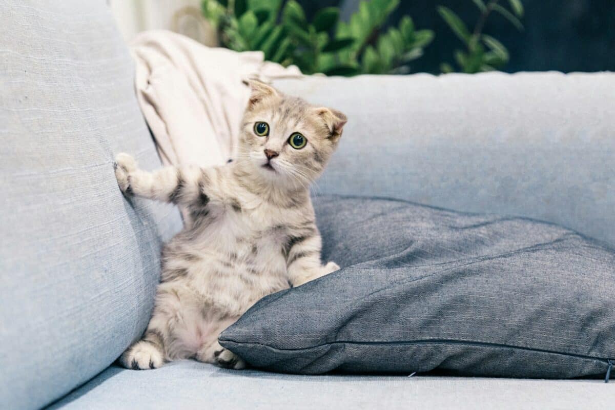 Tabby Kitten