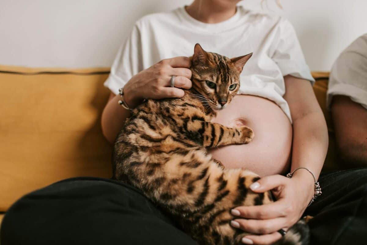 A pregnant woman sits on a sofa with a Bengal cat resting on her baby bump.