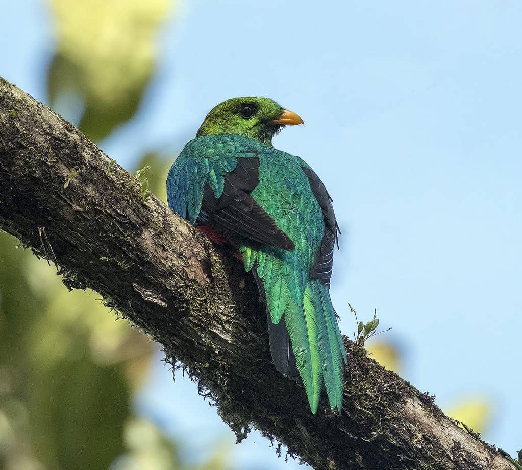 Golden-headed quetzal