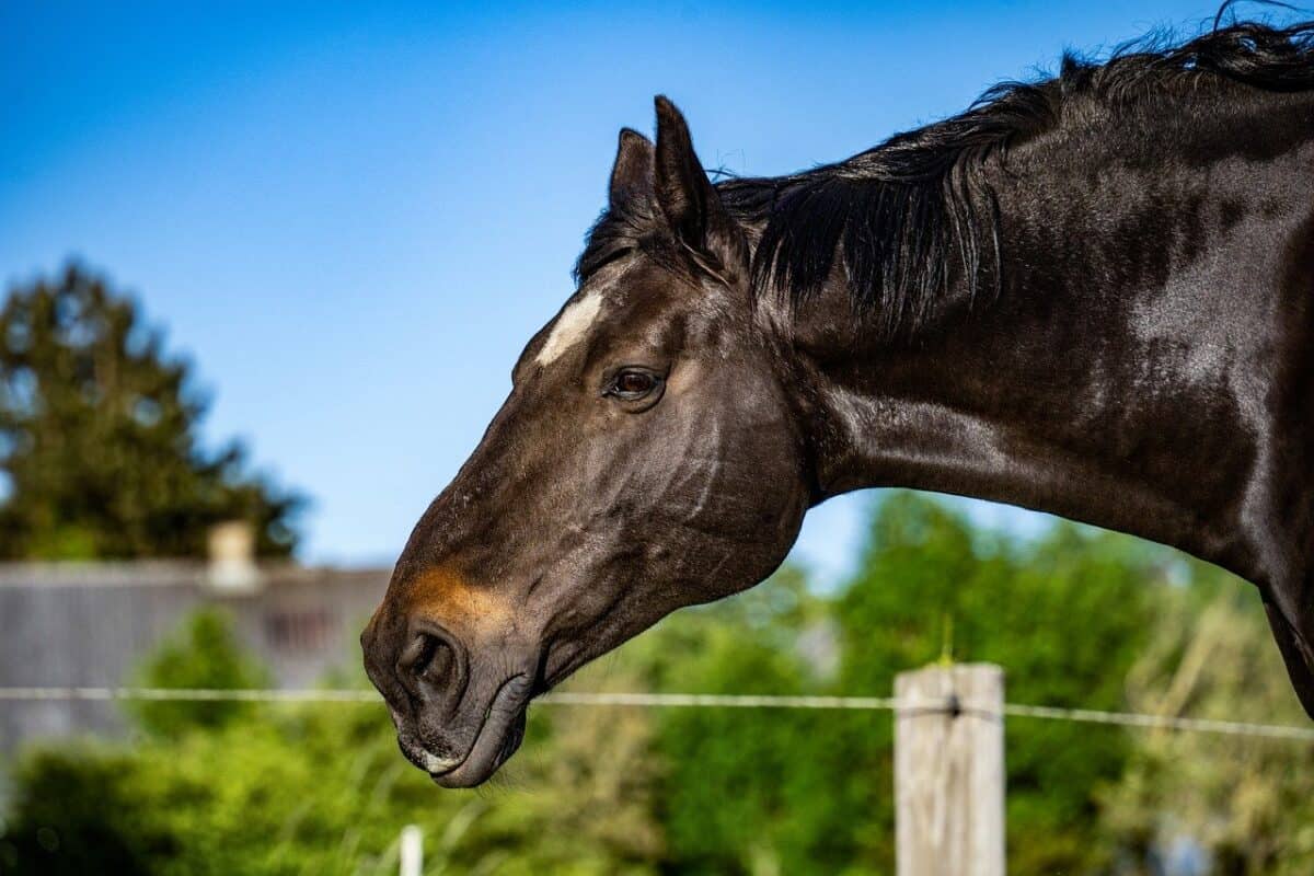 horse, mane, brown horse, nature, pasture, animal, oldenburg, portrait, horse, horse, horse, horse, horse