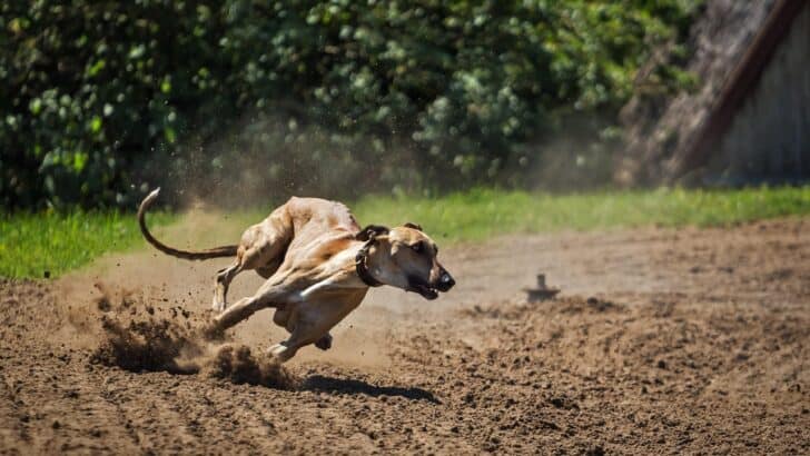 The 14 Fastest Animals on Earth That Will Leave You in Awe