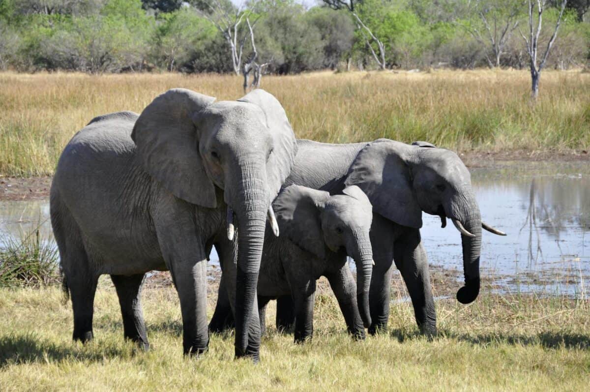 Family of African Elephants
