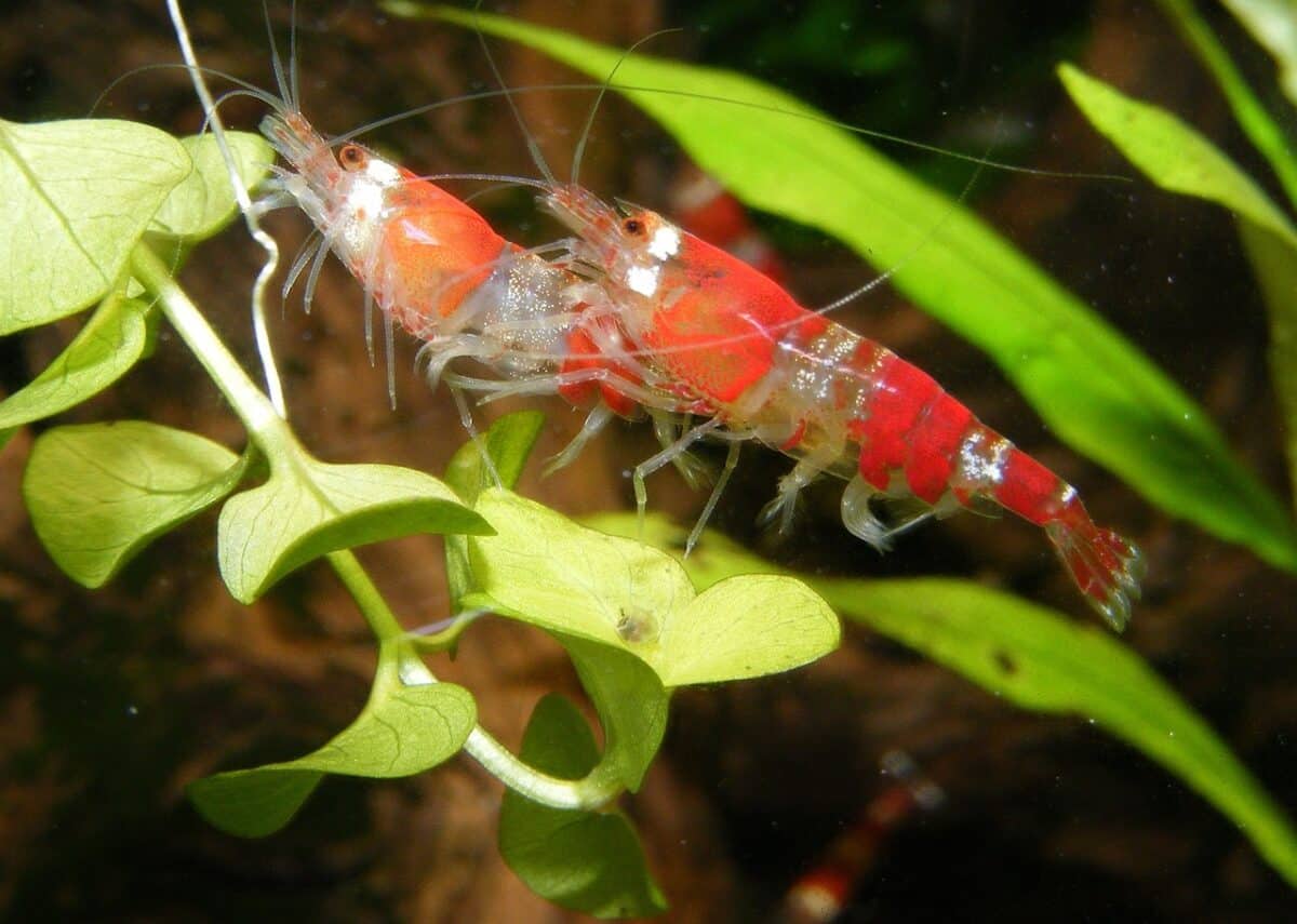 shrimp, dwarf shrimp, red, aquarium, freshwater, underwater, animals, shrimp, shrimp, shrimp, nature, shrimp, shrimp