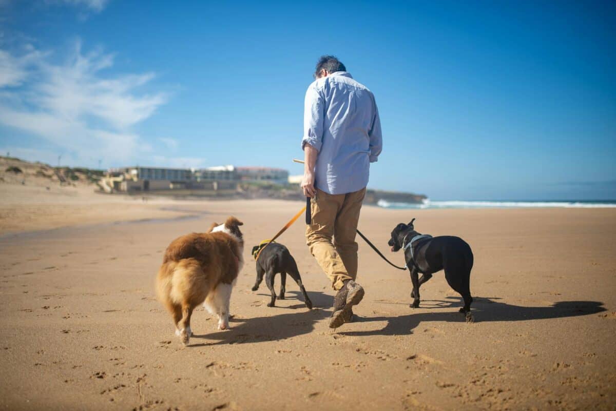 Man walking three dogs on a sunny beach in Portugal, enjoying a relaxing day outdoors.