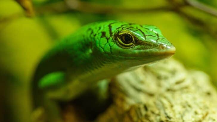 10 Species Once Thought Extinct That Made a Comeback