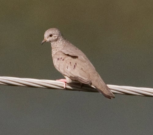 Grenada Dove