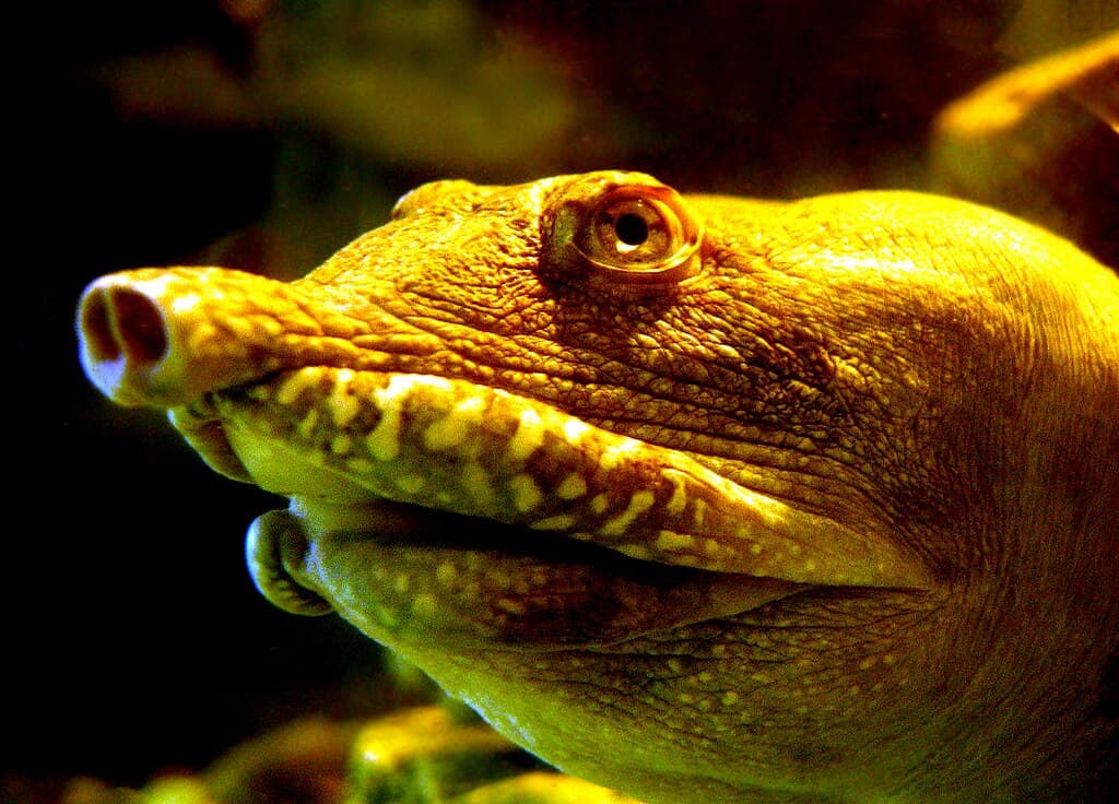 Softshell Turtle