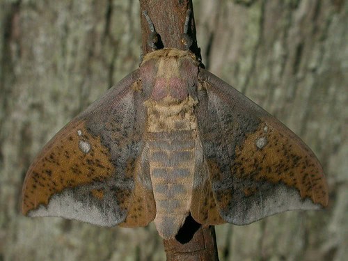 dead leaf moth