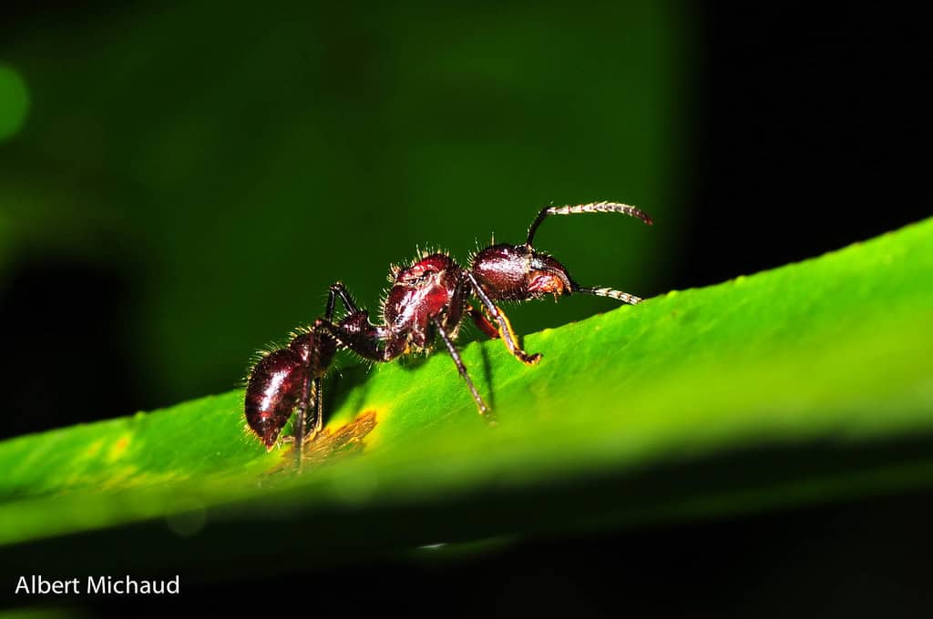 Bullet Ant