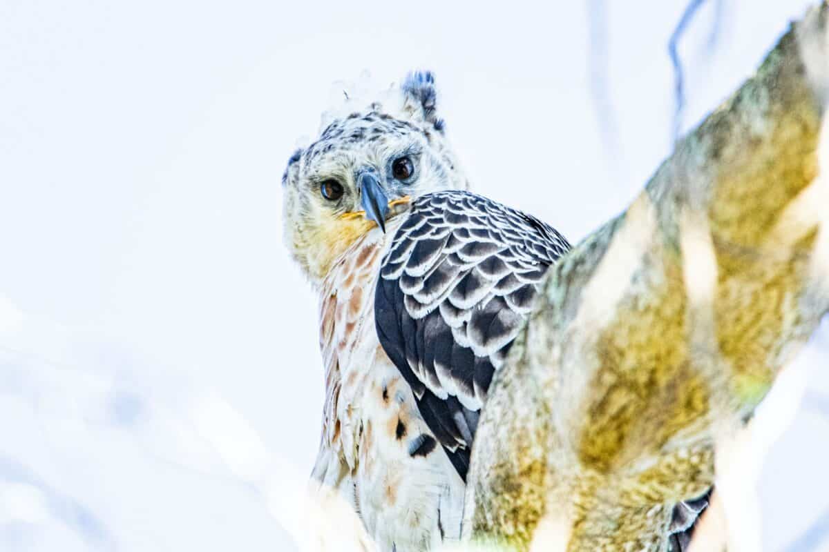 a bird perched on top of a tree branch