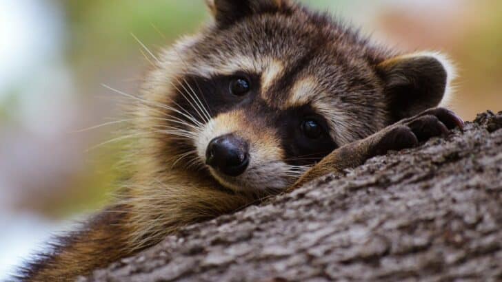 20 Baby Animals Too Cute to Handle