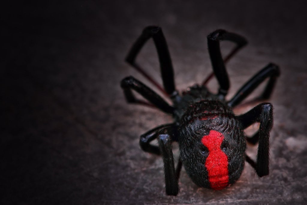 Deadly Red Widow