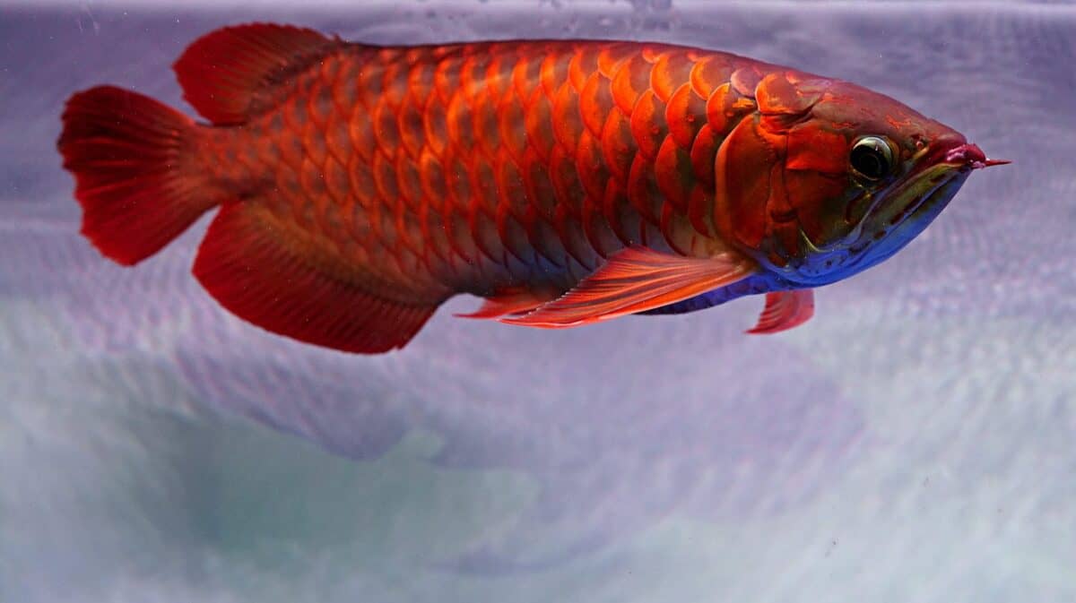 fish, arowana, animal, aquarium, underwater, wildlife, nature, fauna