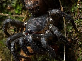 Trapdoor Spider