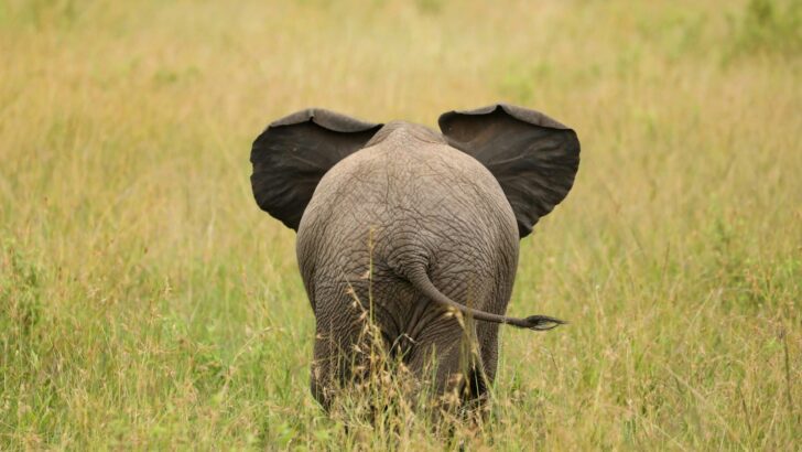 The Power of Social Media in Wildlife Conservation Campaigns
