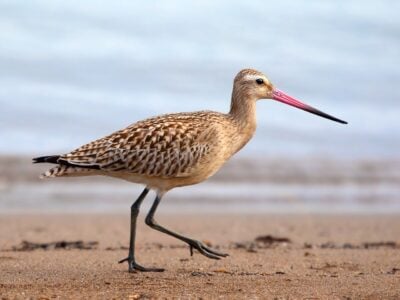 This Bird Can Fly 7,000 Miles Without Stopping