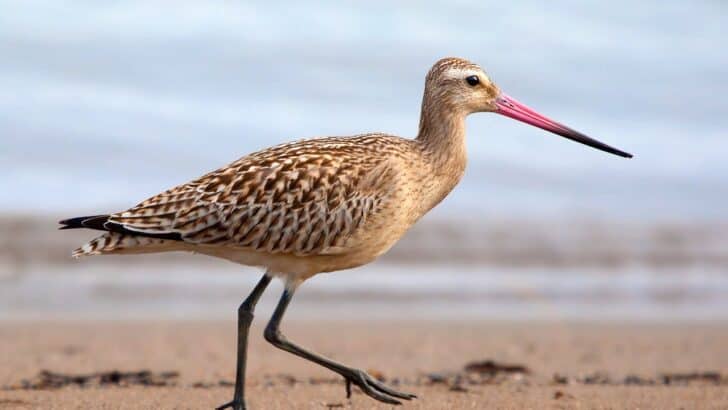 This Bird Can Fly 7,000 Miles Without Stopping