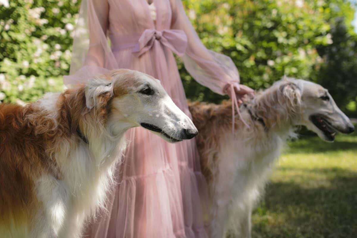 Borzoi Dogs