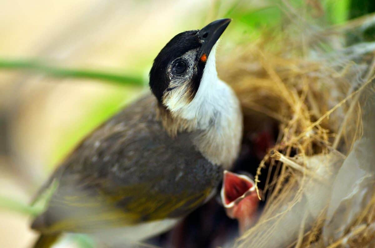 A bird carefully tends to its nest with open-mouthed chicks, showcasing natural caregiving.