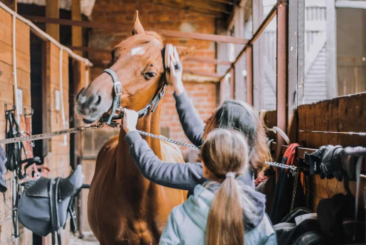 horse grooming