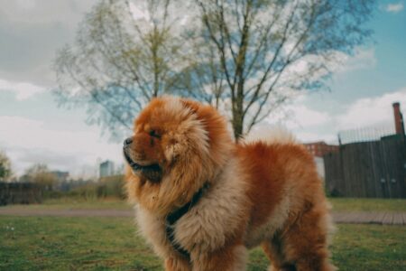 10 Dog Breeds That Are Surprisingly Independent