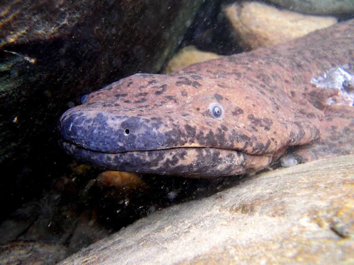 chinese giant salamander