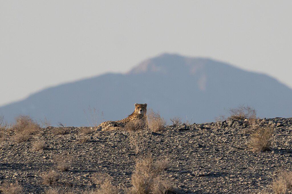 Iranian Cheetah