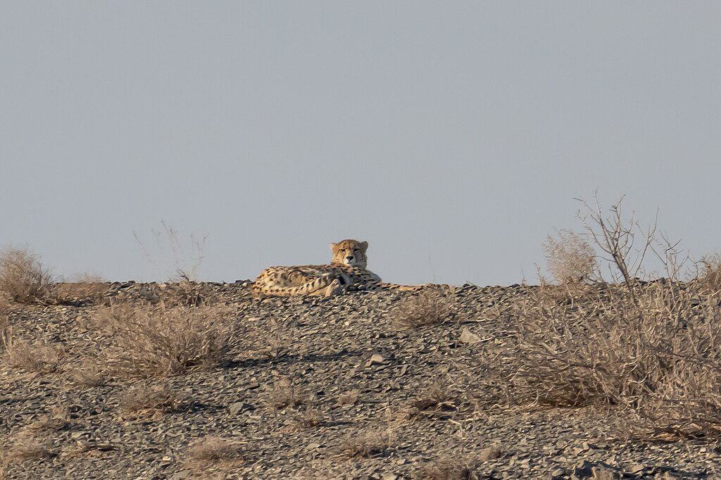 Asiatic Cheetah