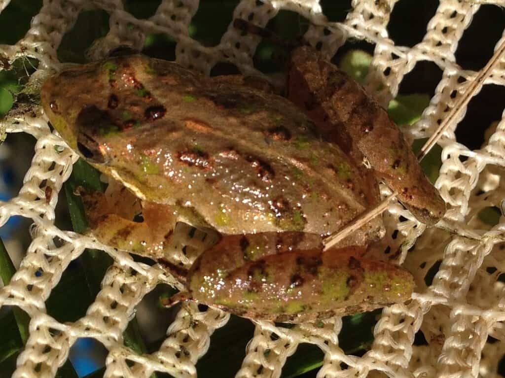 Acris gryllus