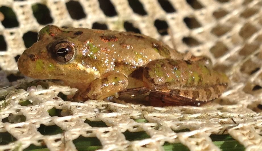 Acris gryllus