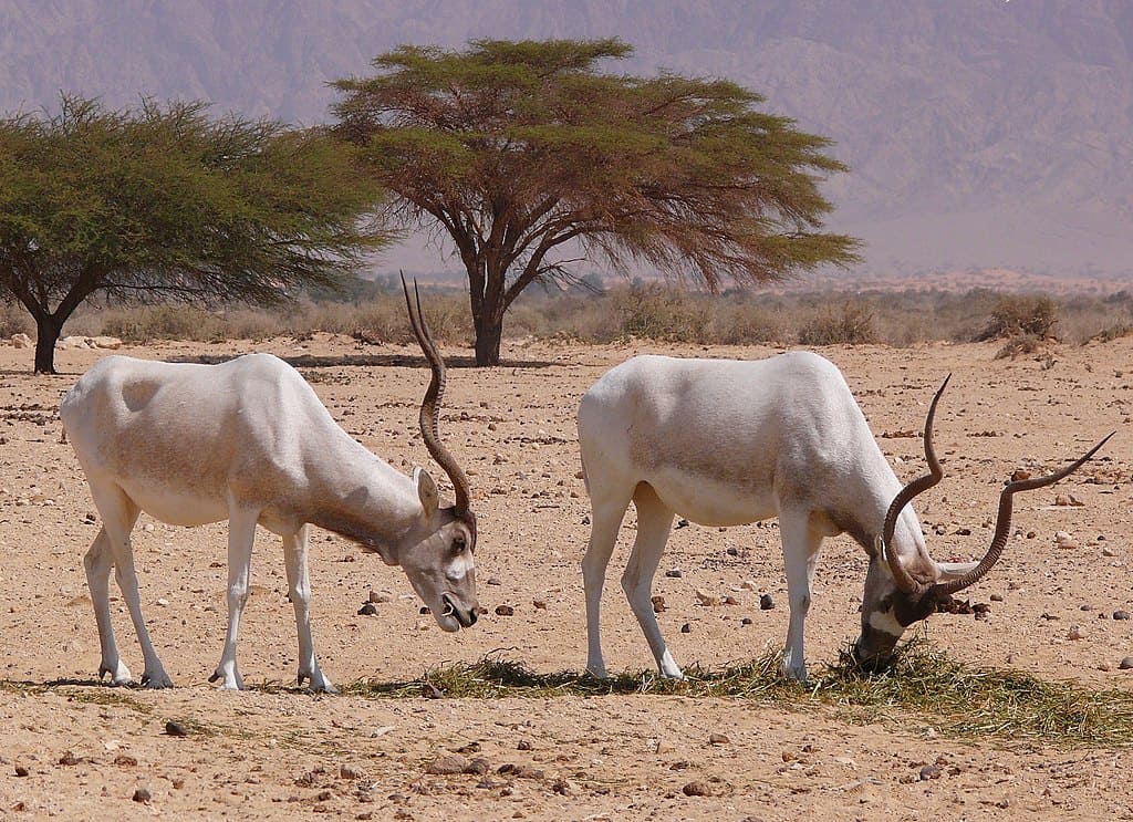 Addax antelope