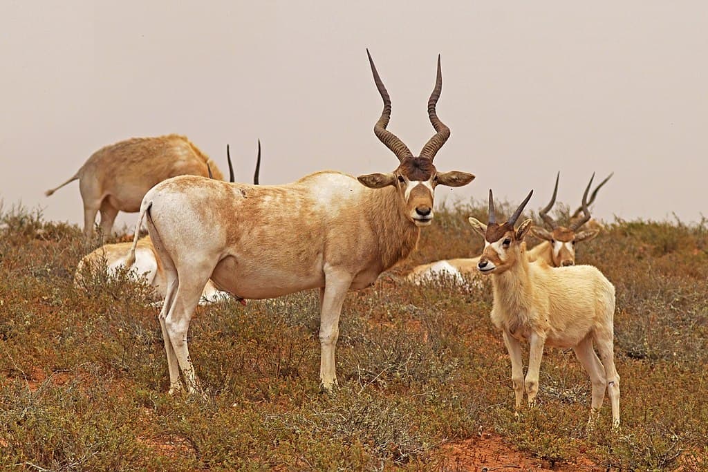 Addax (Addax nasomaculatus) adult male and juvenile