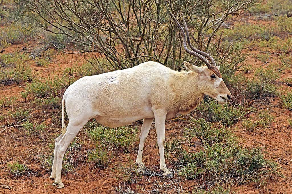 Addax (Addax nasomaculatus) female