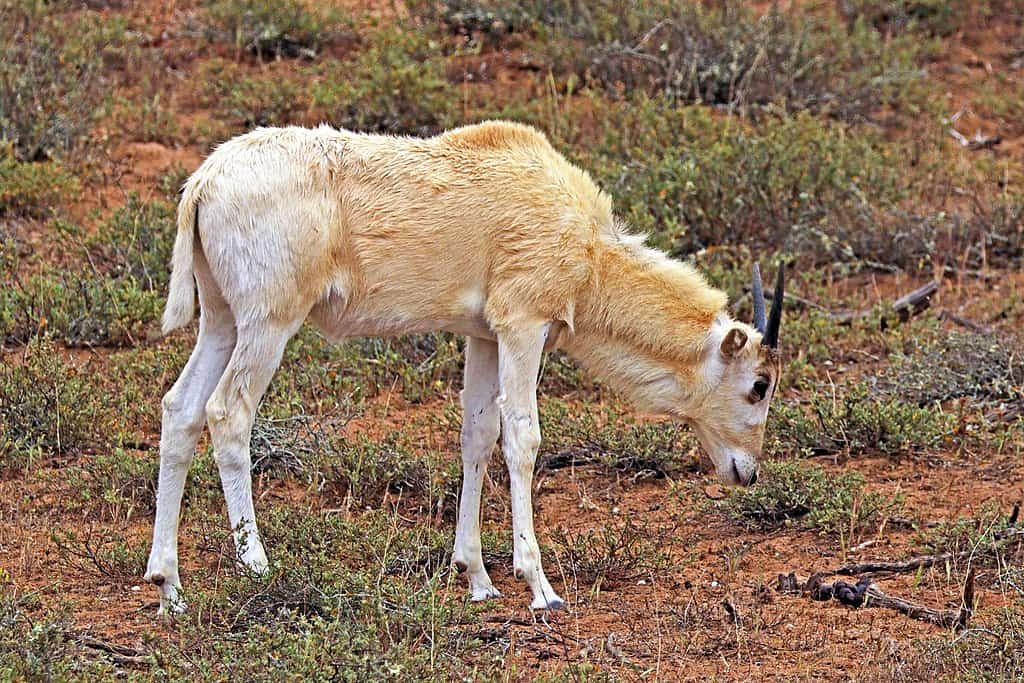 Addax (Addax nasomaculatus) juvenile