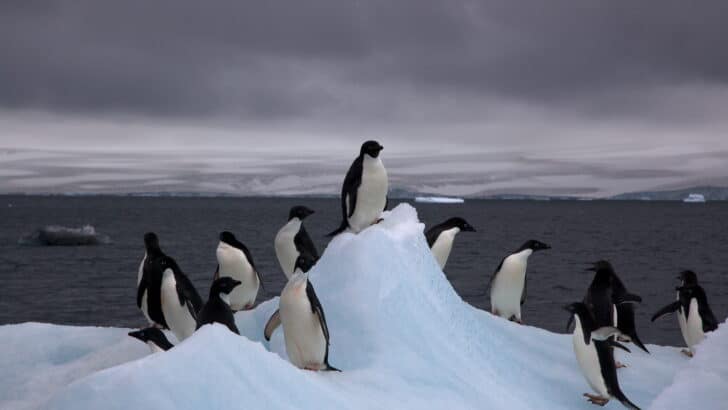 Tariffs on Ice: How Penguins Got Caught in Trump&rsquo;s Trade War