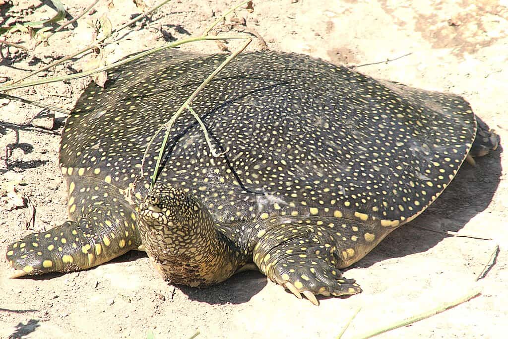 African Softshell Turtle