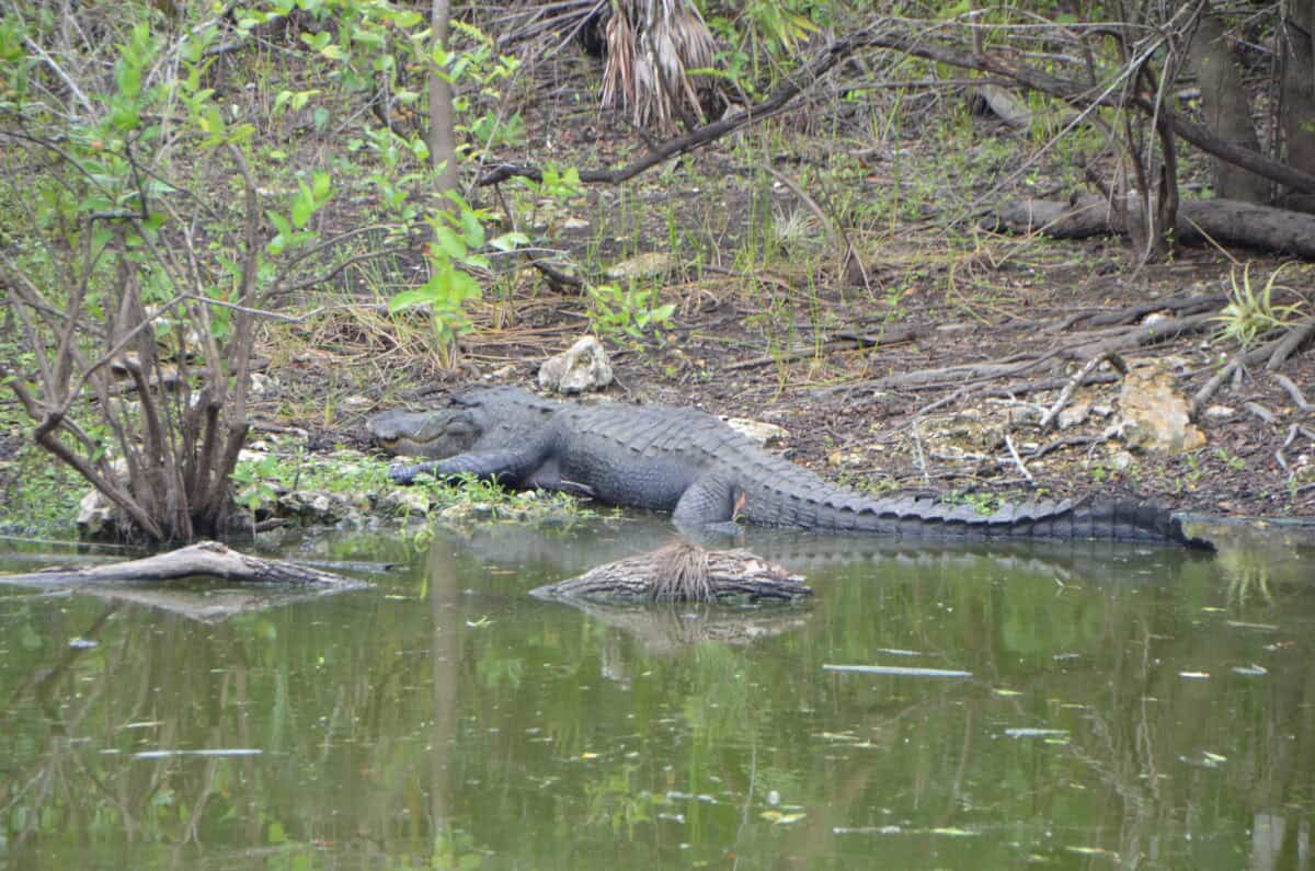 Alligator mississippiensis